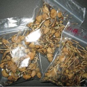 buy shrooms online usa buy shrooms online usa